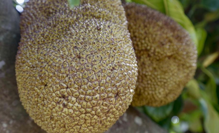 Alternativa para alimentação, jaca ganha espaço no agronegócio paranaense