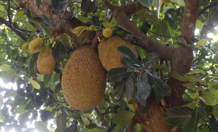 Alternativa para alimentação, jaca ganha espaço no agronegócio paranaense