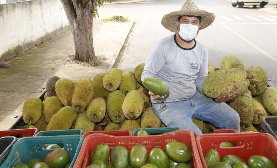 Alternativa para alimentação, jaca ganha espaço no agronegócio paranaense