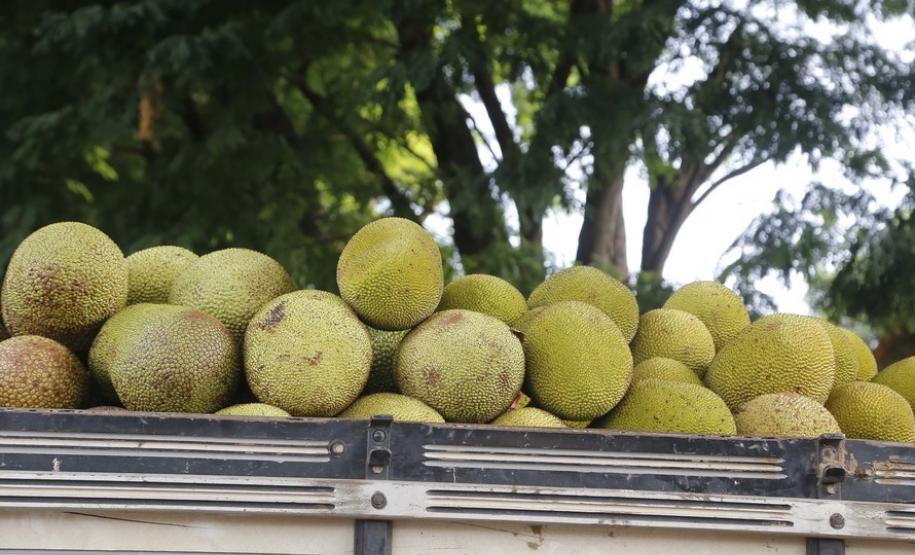 Alternativa para alimentação, jaca ganha espaço no agronegócio paranaense