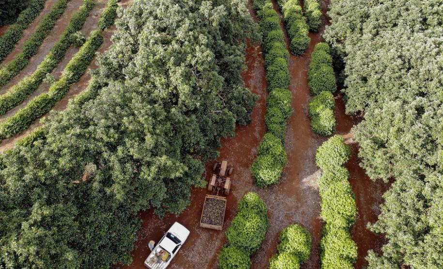 Abacate conquista o lugar do café no Vale do Ivaí e no Norte do Paraná