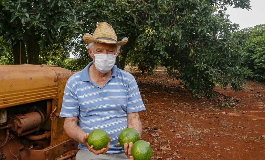 Abacate conquista o lugar do café no Vale do Ivaí e no Norte do Paraná
