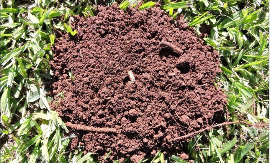 Estrutura granular de horizonte A de Latossolo Vermelho em floresta nativa.