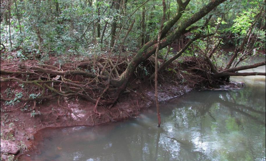 Processo erosivo em margem fluvial.