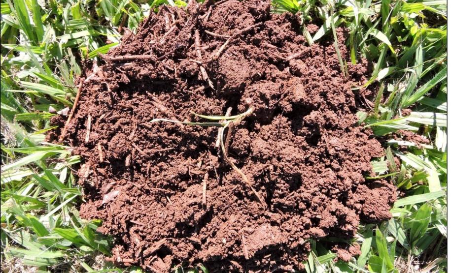 Estrutura pouco alterada de horizonte A de Latossolo Vermelho sob lavoura.