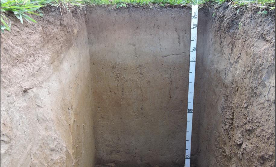 Perfil de Argissolo Amarelo