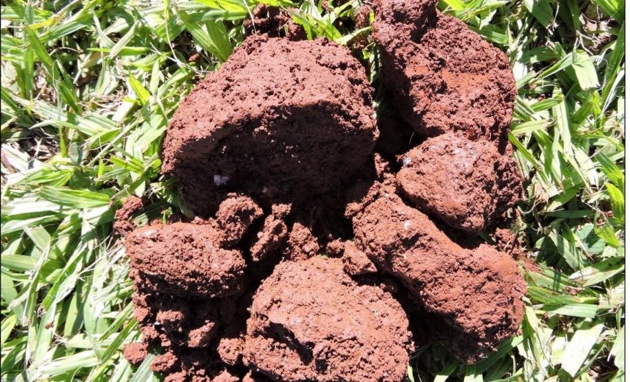 Forte compactação do horizonte A de Latossolo Vermelho sob lavoura.