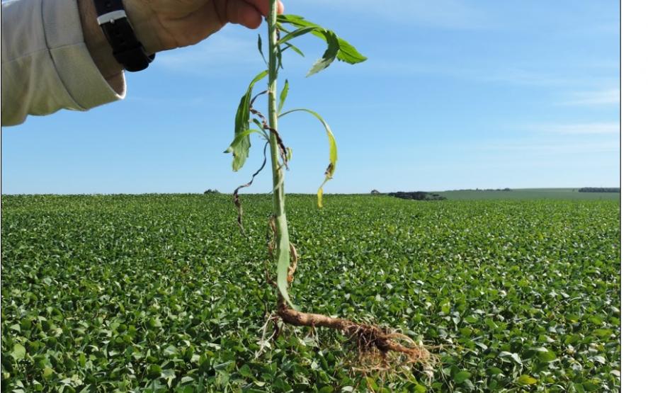 Raiz pivotante de erva daninha sob efeito de camada compactada no horizonte Ap.