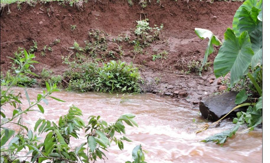 Alinhamento de pedras em Cambissolo Flúvico, depositadas por transborde fluvial de elevada energia.