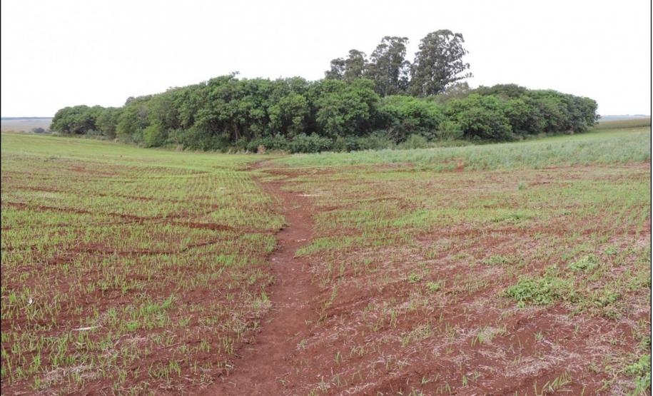 Sulco de erosão em rampa convexa-côncava-convergente com assoreamento de nascentes.