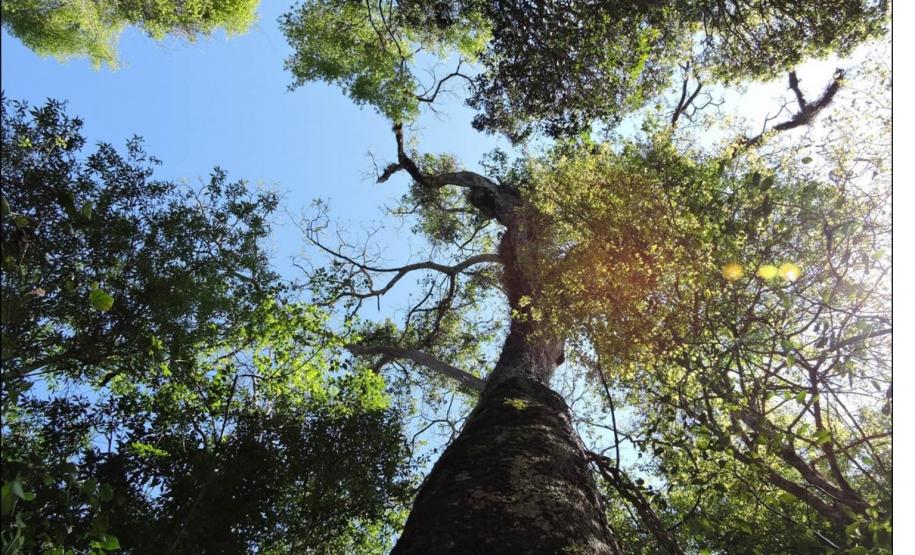 Copa de Peltophorum dubium com cerca de 30 metros de altura