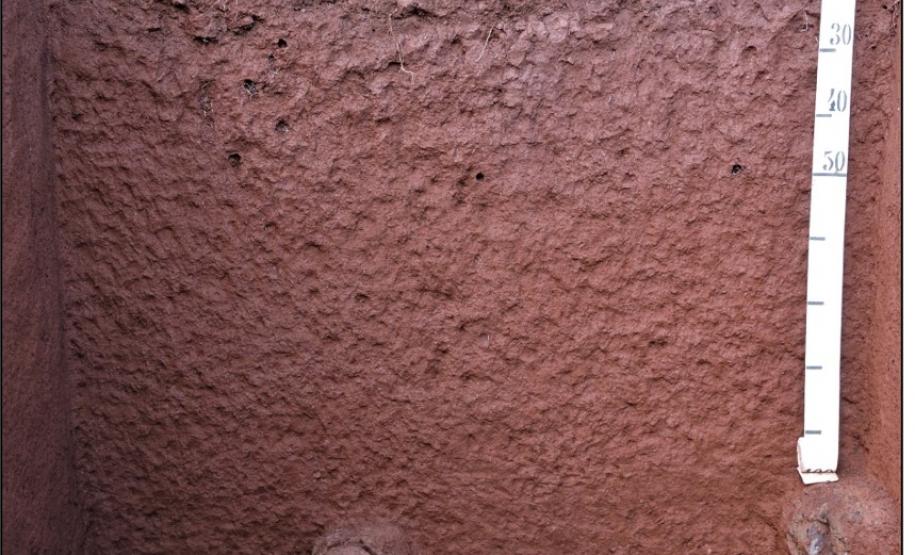 Nitossolo Vermelho Eutroférrico típico.