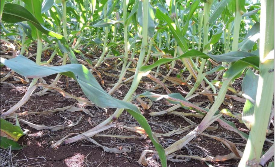 Tombamento de milho em Latossolo Vermelho compactado.