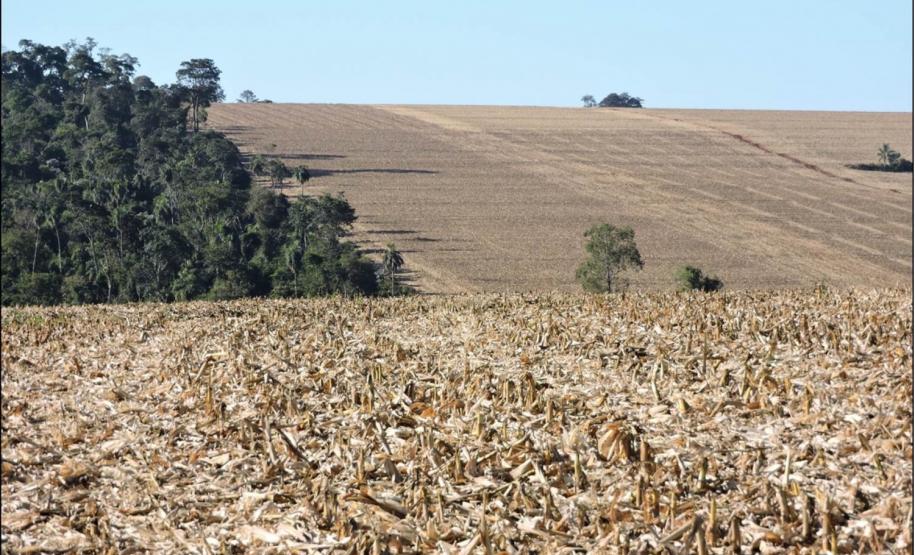 Latossolo Vermelho em rampa convexa-retilínea.
