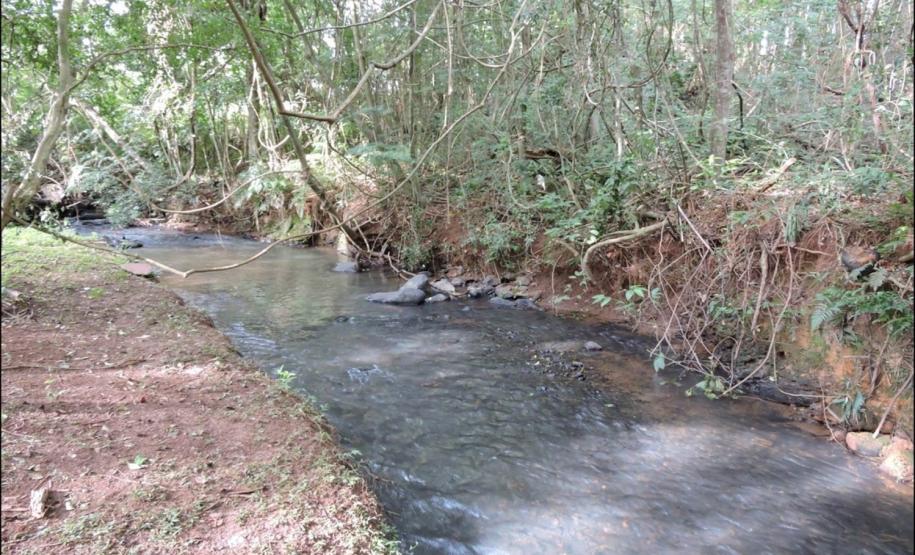 Vegetação de floresta fluvial.