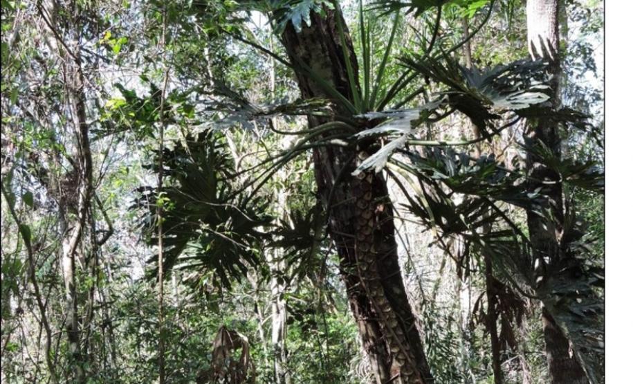 ndivíduo epifítico - Thaumatophyllum bipinnatifidum