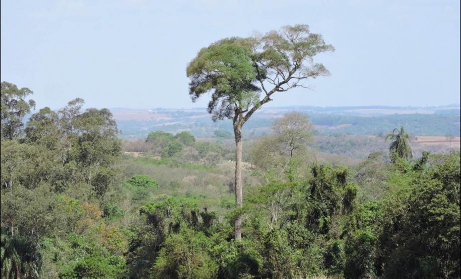 Peroba-rosa isolada em capão remanescente de floresta.