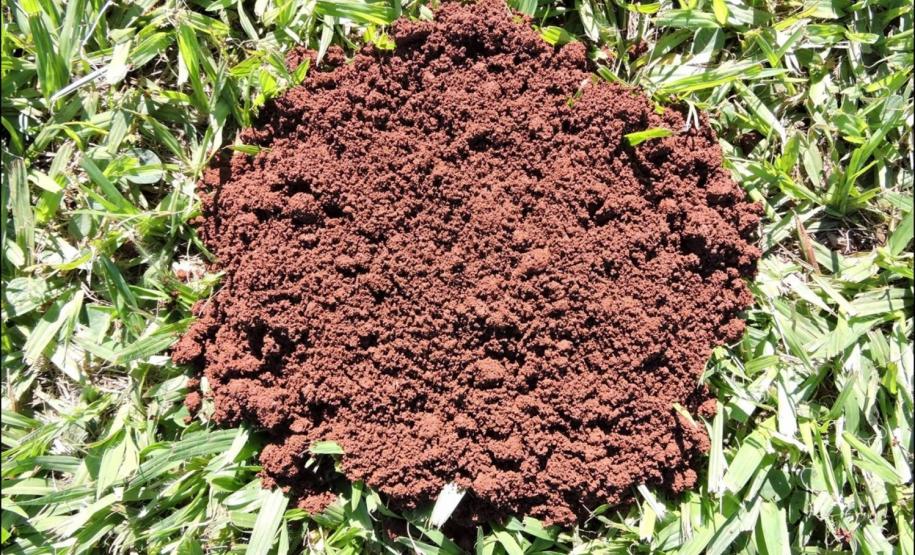 Estrutura granular de horizonte Bw de Latossolo Vermelho.