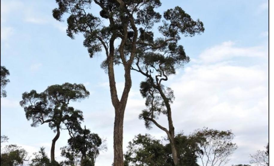 Indivíduos de peroba-rosa em capão remanescente de floresta.