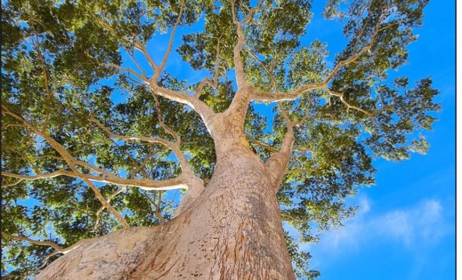 Árvore isolada de pastagem