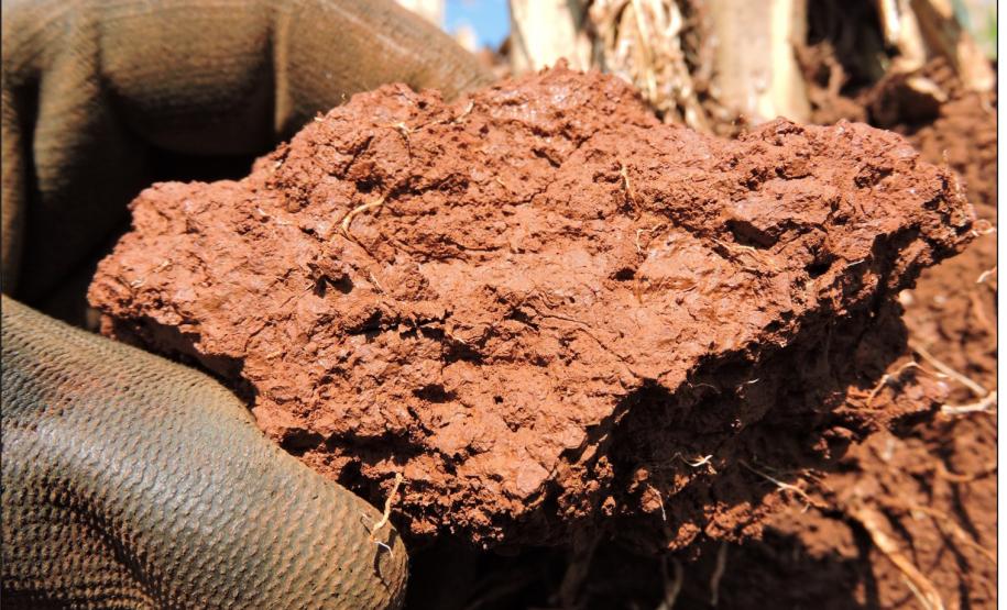 Cerosidade moderada comum.