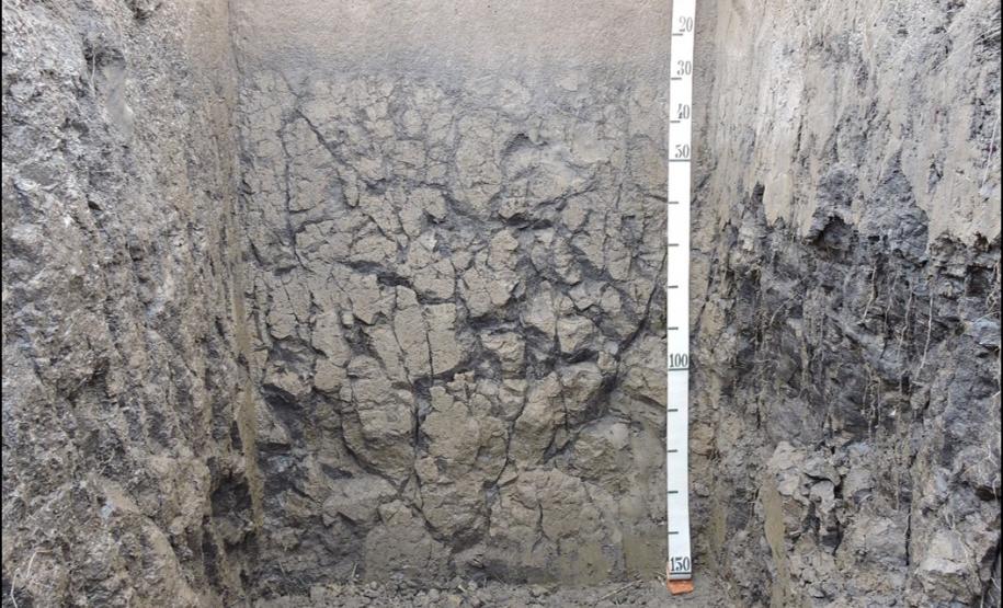 ESPODOSSLO HUMILÚVICO Hidromórfico planossólico.