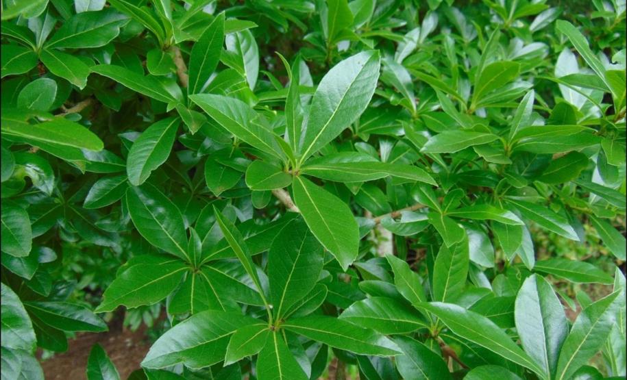 Folhas de Cordia americana