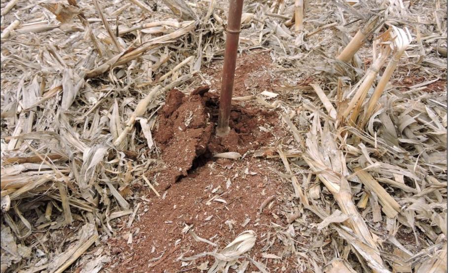 Presença de encrostamento em Latossolo Vermelho.