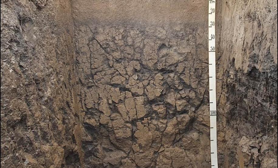 ESPODOSSOLO HUMILÚVICO Hidromórfico planossólico