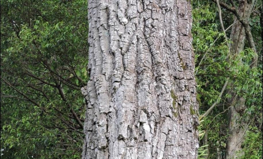 Tronco cilíndrico, reto e fissurado de peroba-rosa.