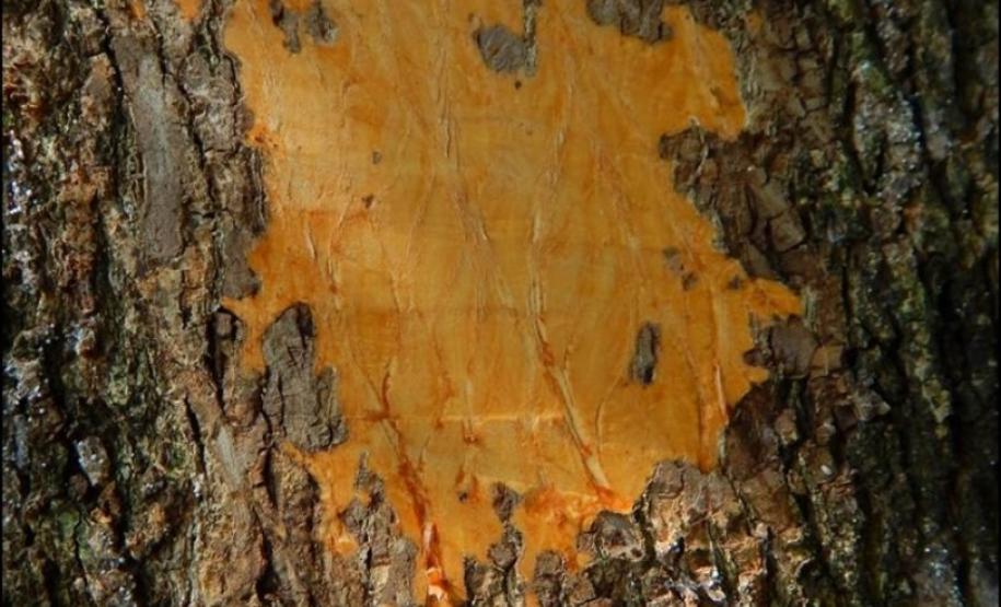 Casca interna de Cordia americana