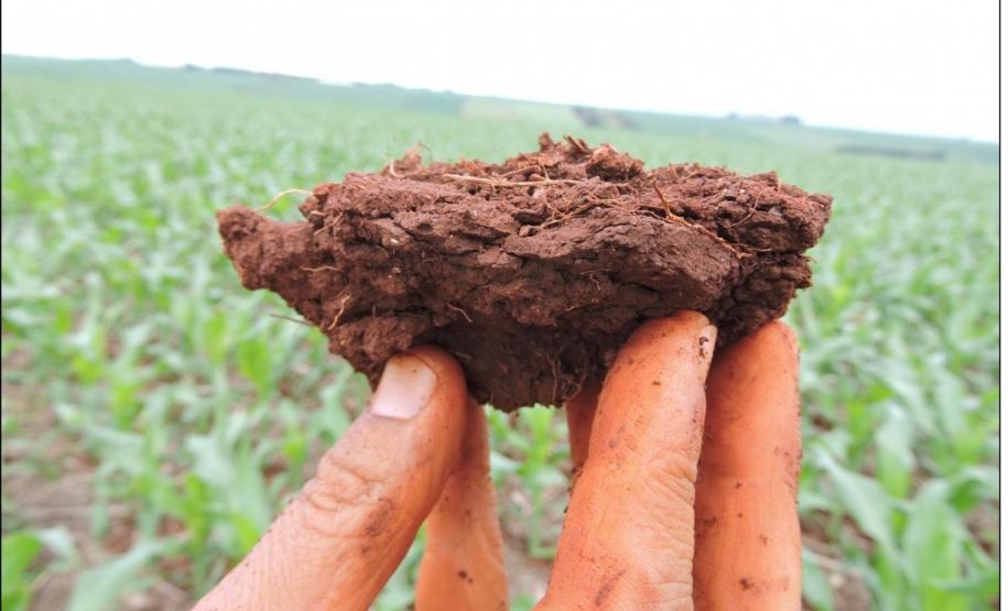 Estrutura laminar na superfície de Latossolo Vermelho.