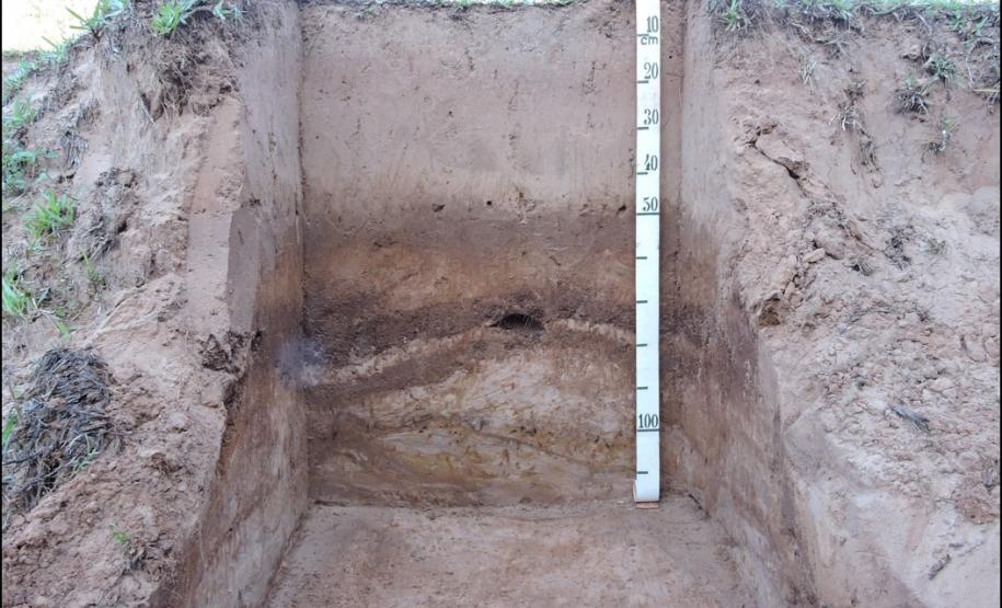 NEOSSOLO FLÚVICO Tb Distrófico gleissólico.