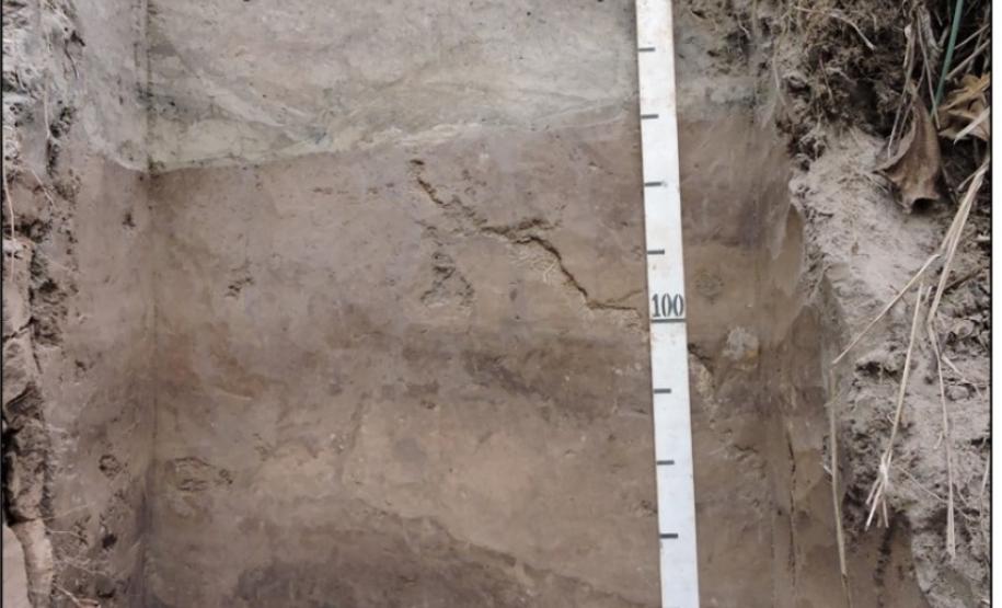 Planossolo Háplico.