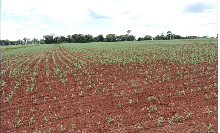 Aspecto de relevo suave ondulado.