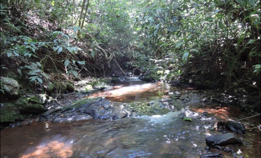 Aspecto de floresta fluvial em beira de rio.