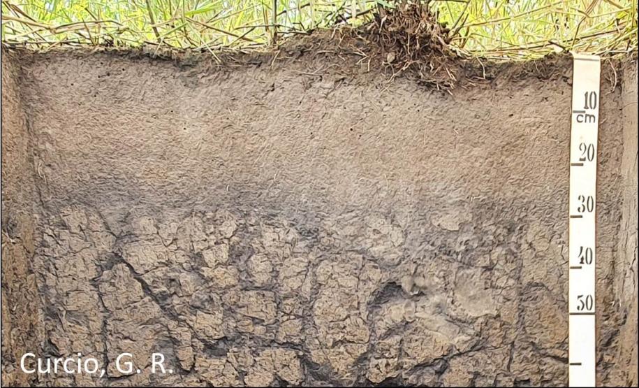 Detalhe para visualização do horizonte espódico