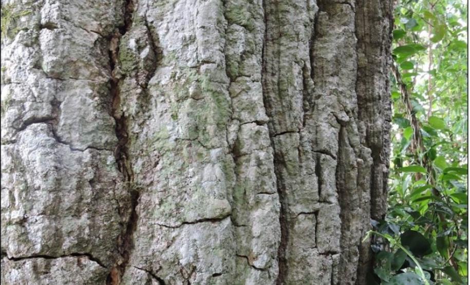 Ritidoma profundamente fissurado de peroba-rosa.