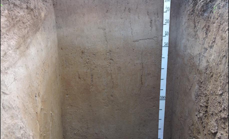 ARGISSOLO VERMELHO-AMARELO Distrófico gleissólico.