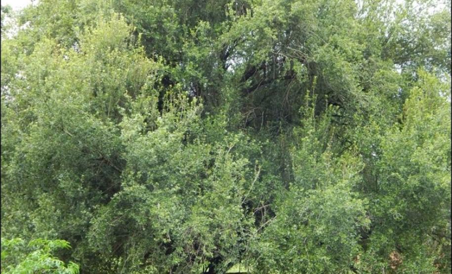 Engalhamento verticalizado de Cordia americana