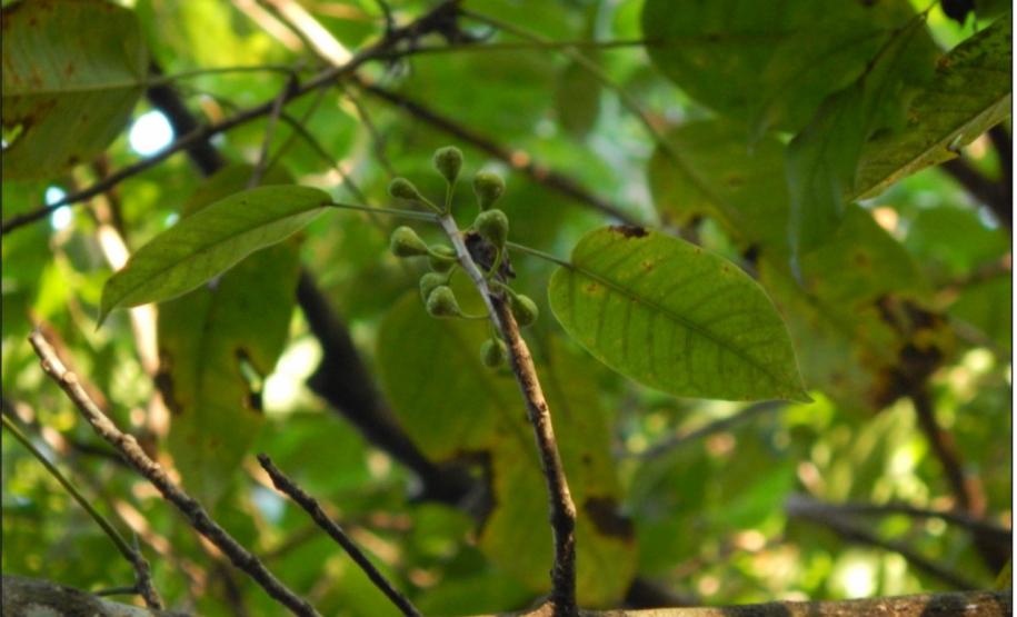 Ficus guaranitica