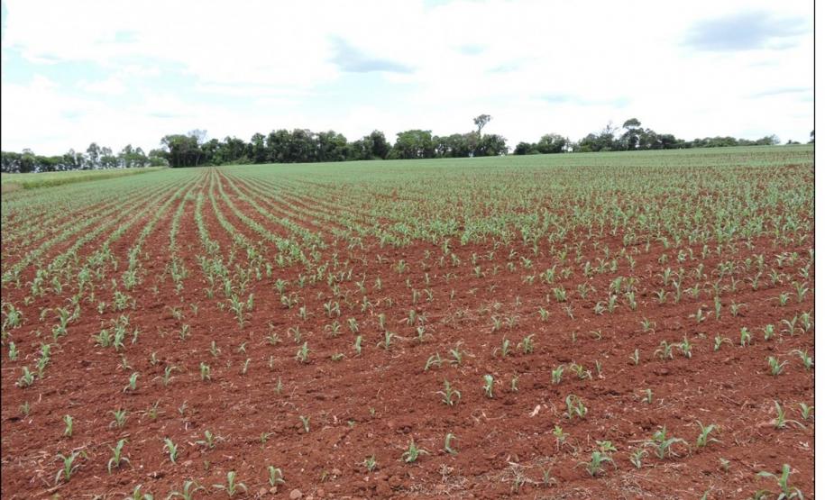 Lavoura com pouco resíduo de palhada.