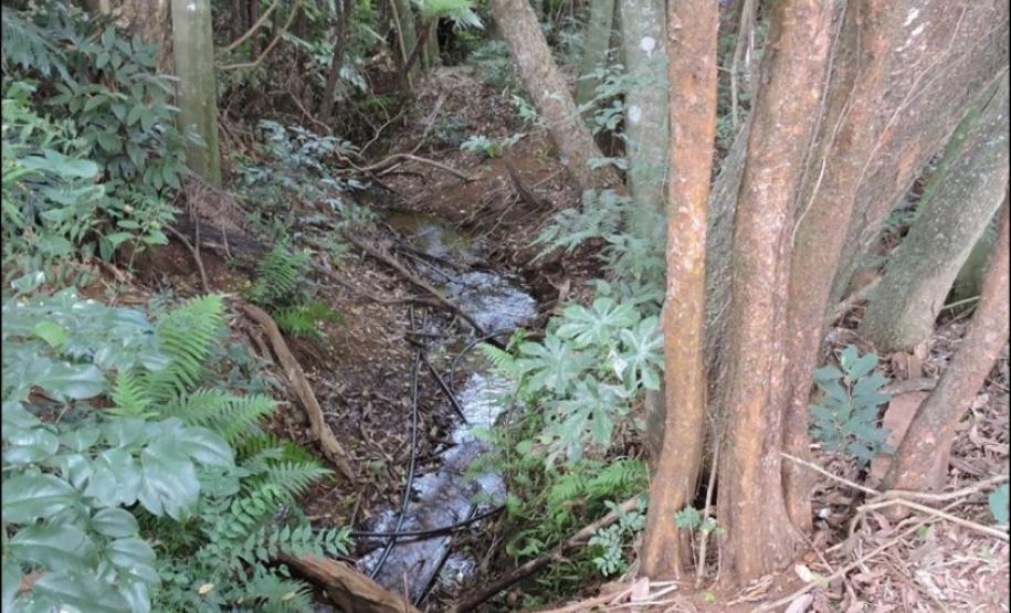 Aspecto de floresta fluvial em nascente.