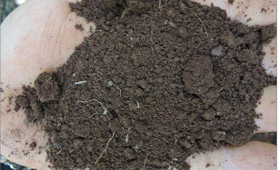 Estrutura grumosa em horizonte A.