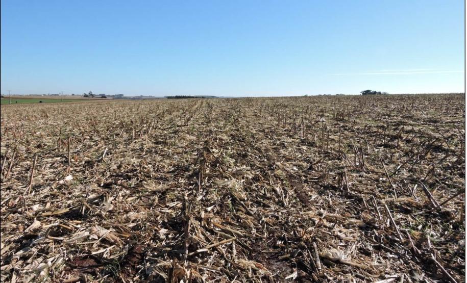 Boa cobertura de palhada sobre o solo.