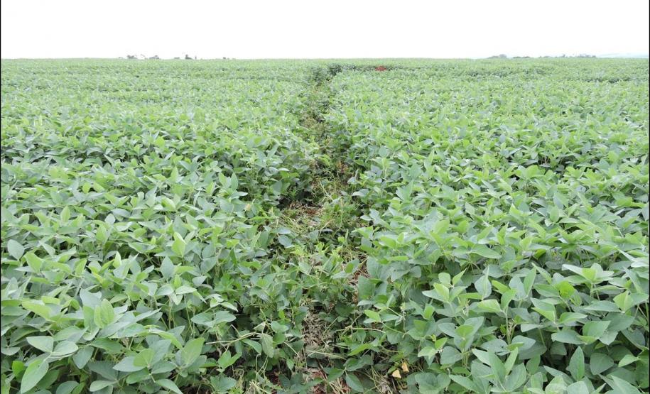 Marca em cultura de soja.