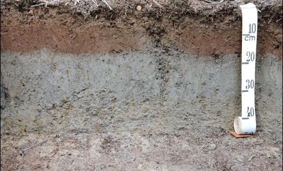 PLINTOSSOLO HÁPLICO Distrófico gleissólico.