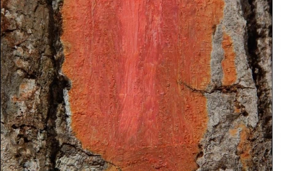 Coloração rósea da casca interna de peroba-rosa