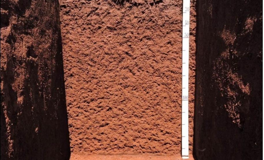 Nitossolo Vermelho Eutroférrico típico.