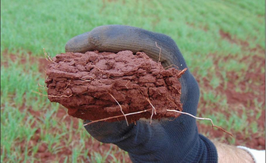 Estrutura laminar em horizonte A.